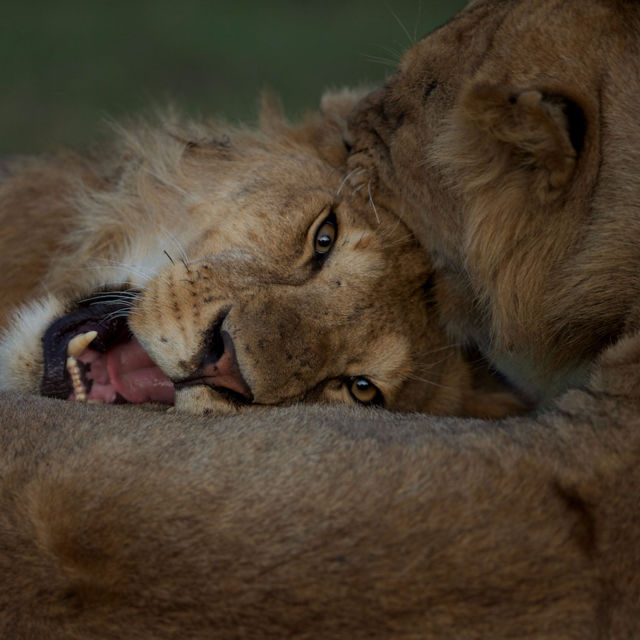 A Serengeti oroszlánjai