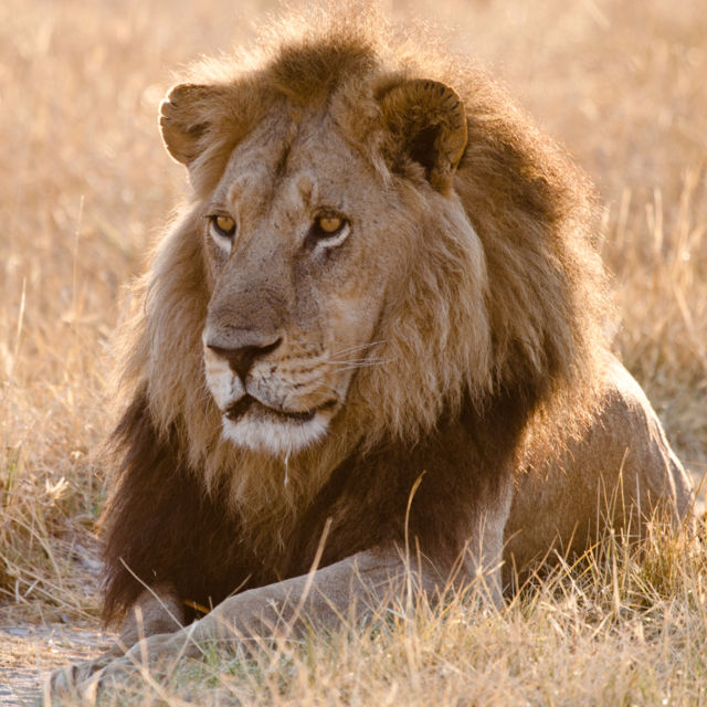Az Akagera oroszlánjai
