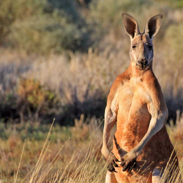 Vad Ausztrália – kenguruk királysága