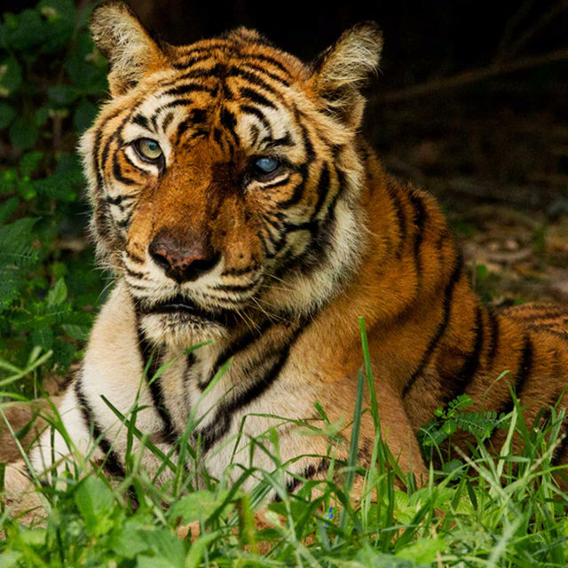 A világ leghíresebb tigrise
