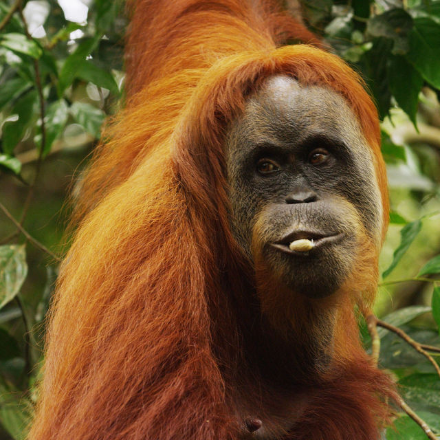 Orangutánok édenkertje