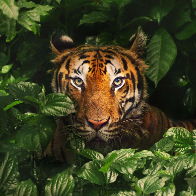 Tigris száműzetésben