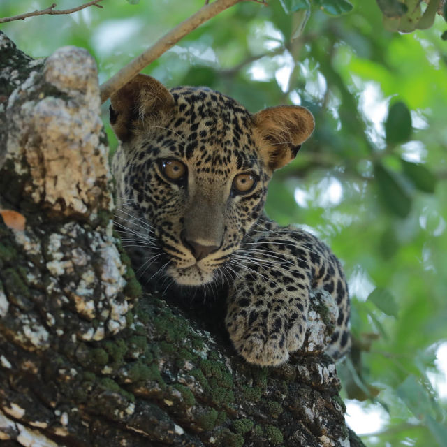 Srí Lanka leopárdjai