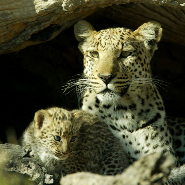 Élet a leopárdok között