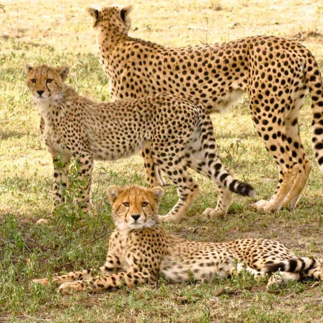 A Serengeti királynője