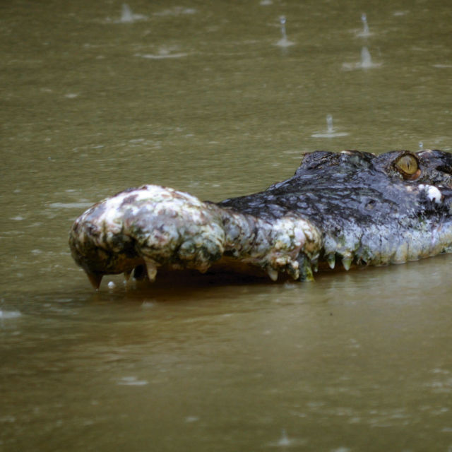 A világ leghalálosabb krokodiljai