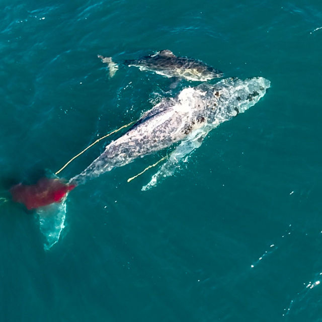 Gigászok csatája: Cápa bálna ellen