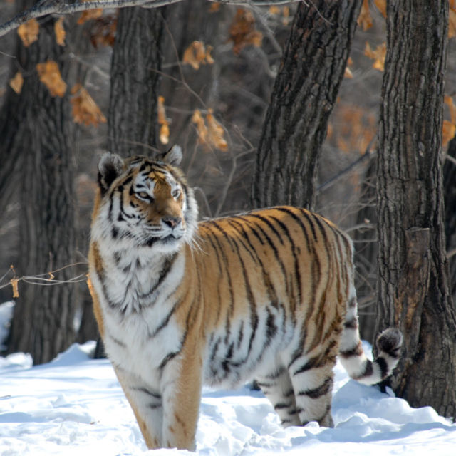 Oroszország tigrisei