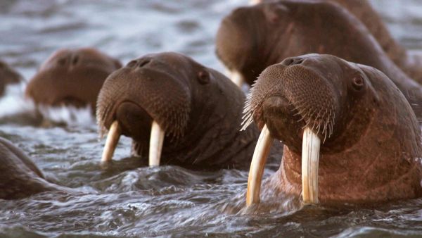 Veszélyes Alaszka: Ragadozók akcióban
