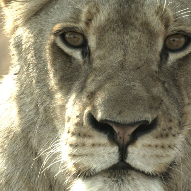 Malika: Az oroszlánkirálynő