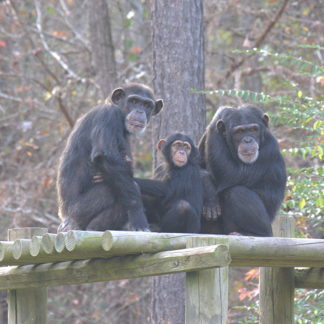 Csimpánzok: Élet a rezervátumban